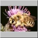 Dasypoda hirtipes - Hosenbiene m43a.jpg